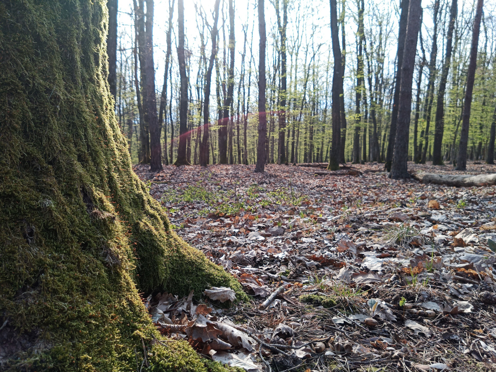 blick in den wald